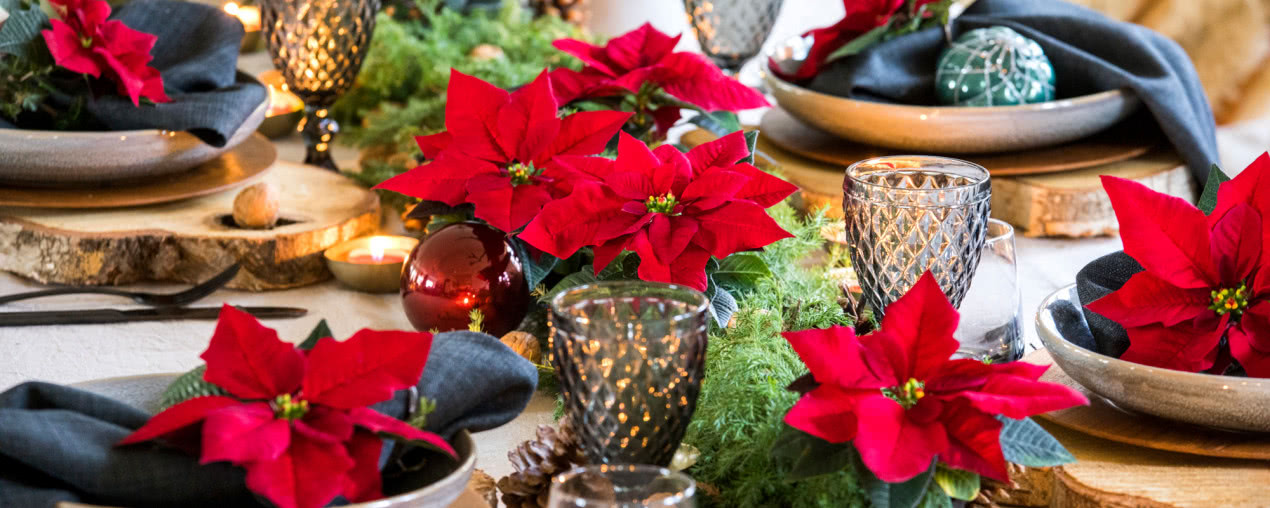 Poinsecje - gwiazdy zimowych dekoracji, które odmienią dom i świąteczny stół