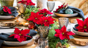 Poinsecje - gwiazdy zimowych dekoracji, które odmienią dom i świąteczny stół