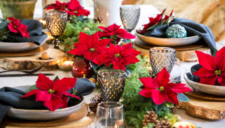 Poinsecje - gwiazdy zimowych dekoracji, które odmienią dom i świąteczny stół