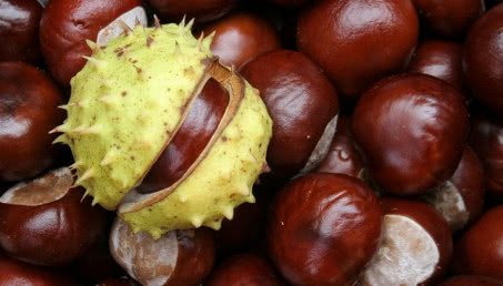 Kasztanowiec (nie)zwyczajny