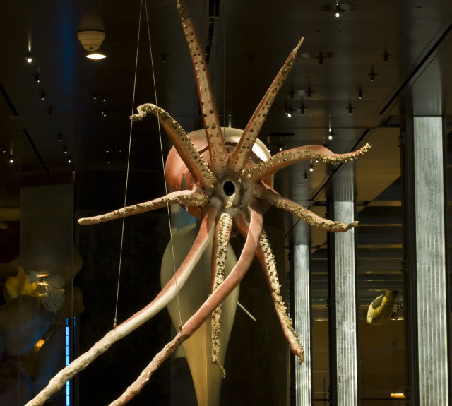 Narodowe Muzeum Historii Naturalnej