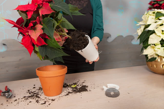 Poinsecje - gwiazdy zimowych dekoracji, które odmienią dom i świąteczny stół