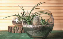 Krajobraz w miniaturze - ogrody w szkle