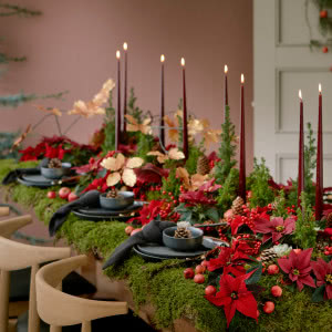 Poinsecje - gwiazdy zimowych dekoracji, które odmienią dom i świąteczny stół