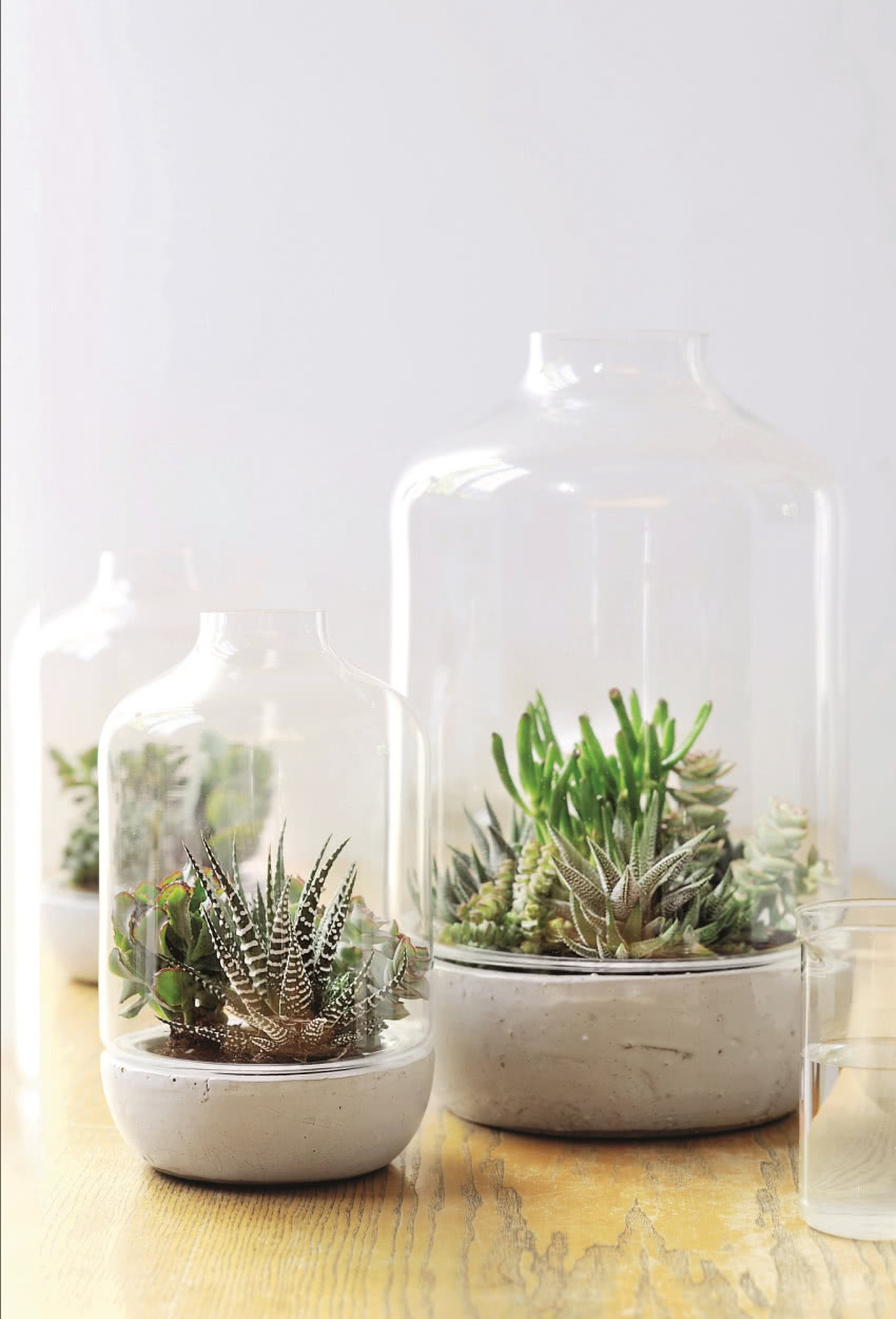 Sukulenty czarują nas nie kwiatami,
ale liśćmi,...