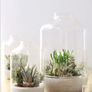 Peperomie, podobnie jak sukulenty,
gromadzą...