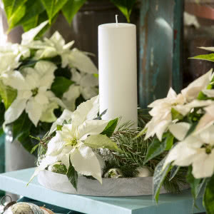 Poinsecje - gwiazdy zimowych dekoracji, które odmienią dom i świąteczny stół