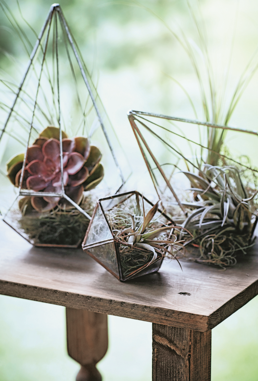 Rojnik i oplątwy to rośliny...