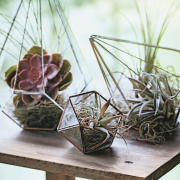 Peperomie, podobnie jak sukulenty,
gromadzą...