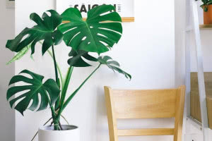 Niesamowite rośliny doniczkowe - monstera dziurawa