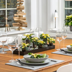 Poinsecje - gwiazdy zimowych dekoracji, które odmienią dom i świąteczny stół