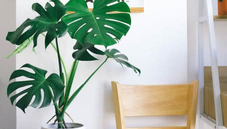 Niesamowite rośliny doniczkowe - monstera dziurawa