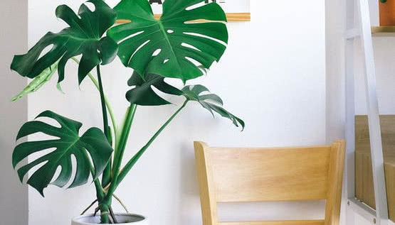 Niesamowite rośliny doniczkowe - monstera dziurawa