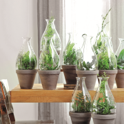 Peperomie, podobnie jak sukulenty,
gromadzą...