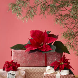 Poinsecje - gwiazdy zimowych dekoracji, które odmienią dom i świąteczny stół