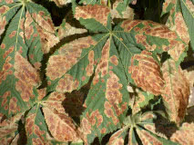 porażone liście kasztanowca zwyczajnego