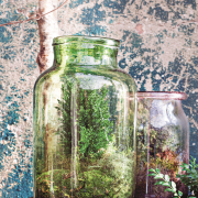 Peperomie, podobnie jak sukulenty,
gromadzą...