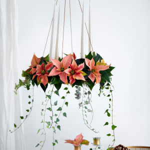 Poinsecje - gwiazdy zimowych dekoracji, które odmienią dom i świąteczny stół