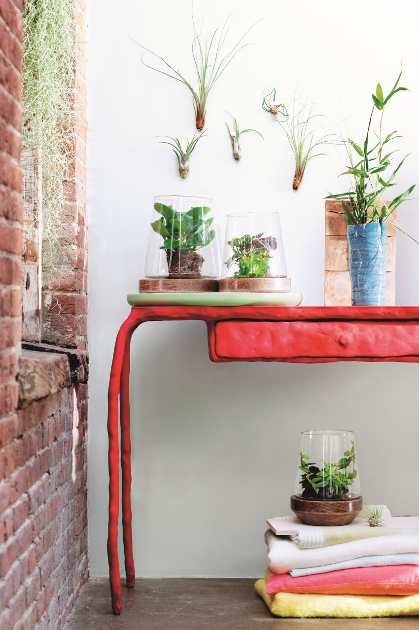 Peperomie, podobnie jak sukulenty,
gromadzą...