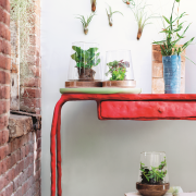 Peperomie, podobnie jak sukulenty,
gromadzą...