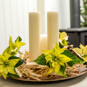 Poinsecje - gwiazdy zimowych dekoracji, które odmienią dom i świąteczny stół