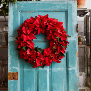 Poinsecje - gwiazdy zimowych dekoracji, które odmienią dom i świąteczny stół