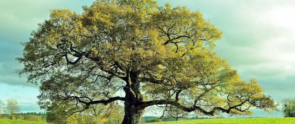 Dąb - drzewo życia. Jego kora koi, a drewno przetrwa wieki 