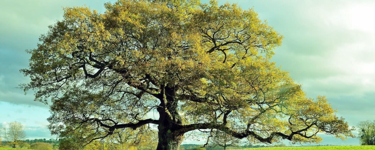 Dąb - drzewo życia. Jego kora koi, a drewno przetrwa wieki