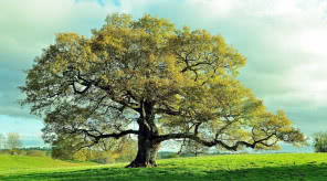 Dąb - drzewo życia. Jego kora koi, a drewno przetrwa wieki