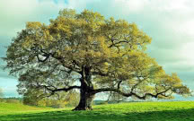 Dąb - drzewo życia. Jego kora koi, a drewno przetrwa wieki