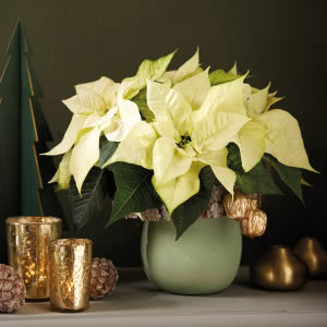 Poinsecje - gwiazdy zimowych dekoracji, które odmienią dom i świąteczny stół