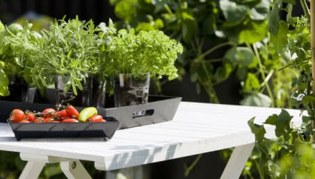 Zioła prowansalskie na kuchennym parapecie