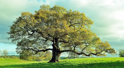 Dąb - drzewo życia. Jego kora koi, a drewno przetrwa wieki