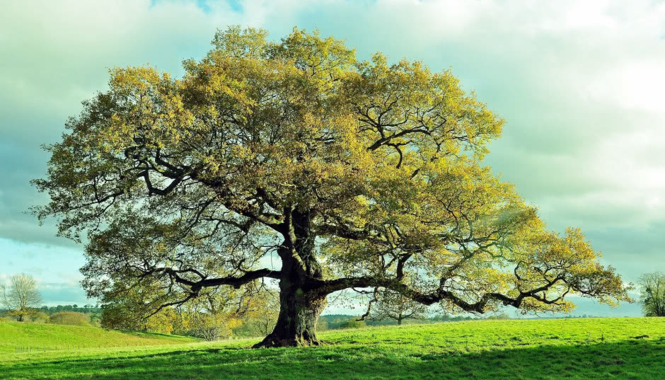 Dąb - drzewo życia. Jego kora koi, a drewno przetrwa wieki