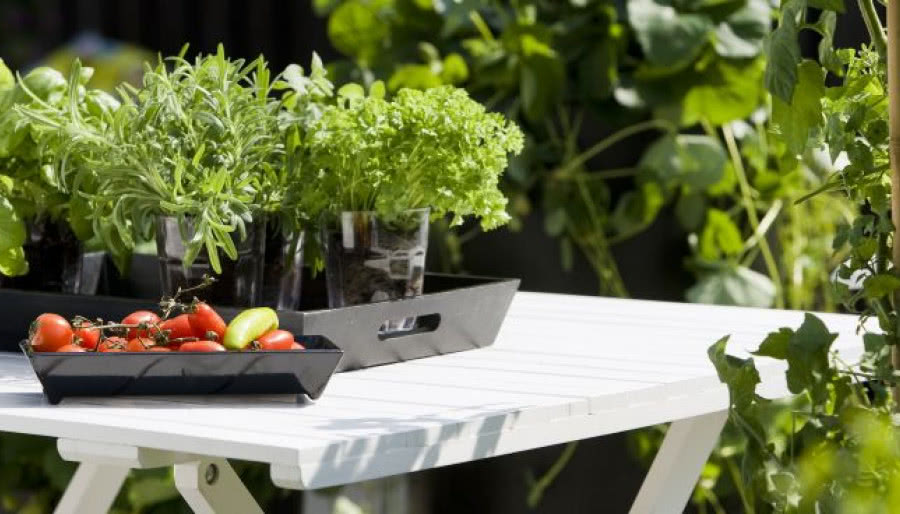 Zioła prowansalskie na kuchennym parapecie