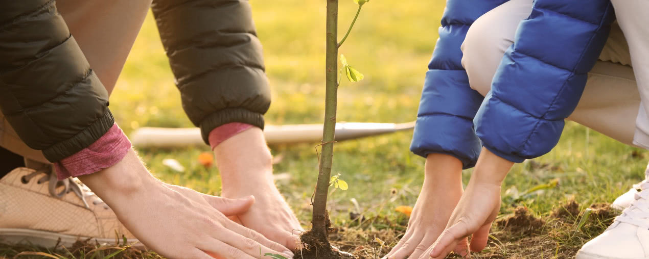 Jak zasadzić drzewa owocowe przed nadejściem mrozów?