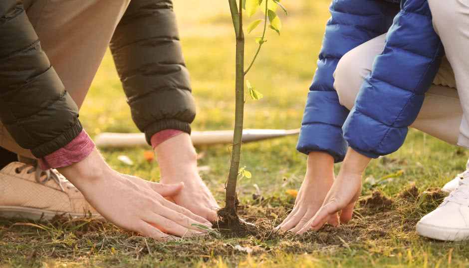Jak zasadzić drzewa owocowe przed nadejściem mrozów?