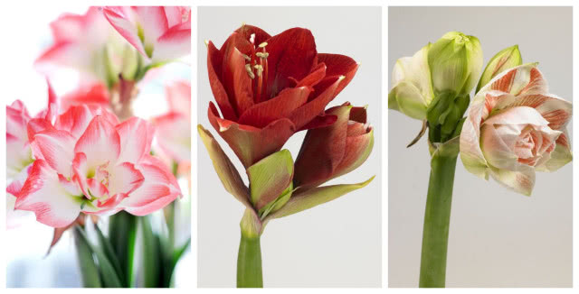 Łacińska nazwa Hippeastrum pochodzi od greckich słów hippeus - rycerz oraz astron - gwiazda, co oznacza gwiazda rycerza. Nazwa została nadana najprawdopodobniej ze względu na podobieństwo kwiatów do średniowiecznej broni używanej przez rycerzy.