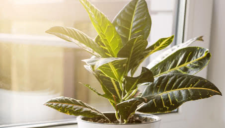 Kroton w doniczce - jak go pielęgnować i uprawiać w domowym zaciszu?