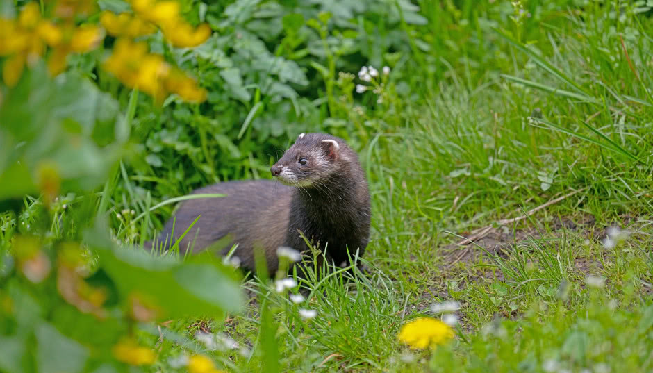 Jak odstraszyć kuny z poddasza? Sprawdzone sposoby