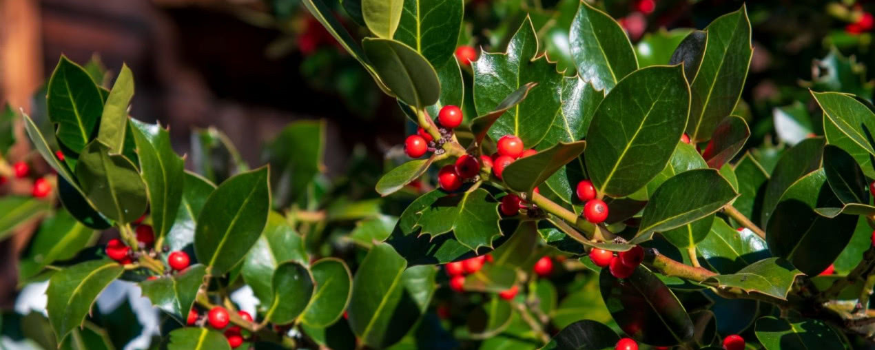 Ostrokrzew w ogrodzie: odporny na mróz i piękny zimą