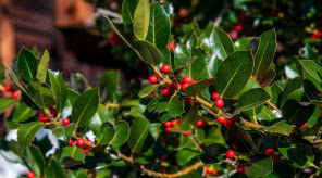 Ostrokrzew w ogrodzie. To krzew odporny na mróz i piękny zimą