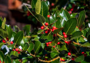 Ostrokrzew w ogrodzie. To krzew odporny na mróz i piękny zimą