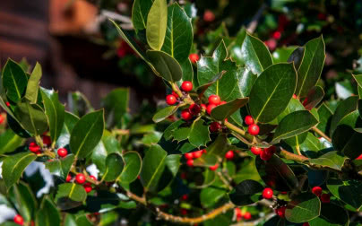 Ostrokrzew w ogrodzie. To krzew odporny na mróz i piękny zimą