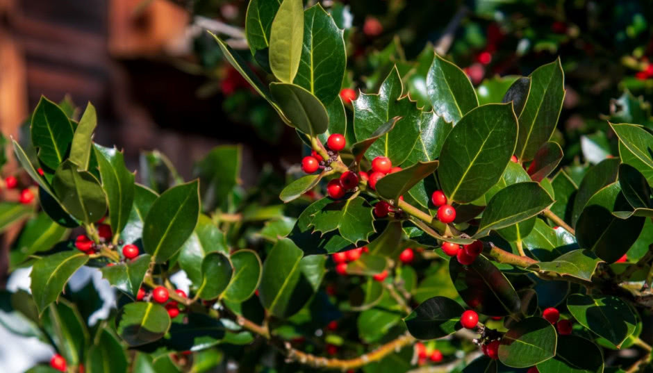 Ostrokrzew w ogrodzie. To krzew odporny na mróz i piękny zimą