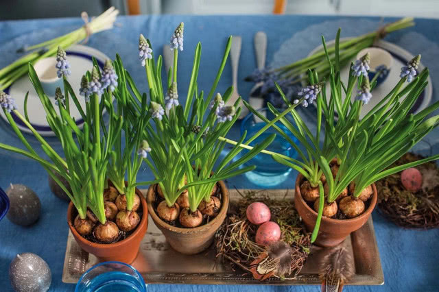 cebulki w doniczkach w roli dekoracji na Wielkanoc