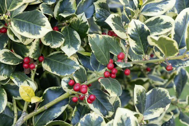 Ostrokrzew Golden King 