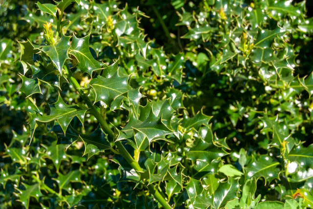 ostrokrzew kolczasty