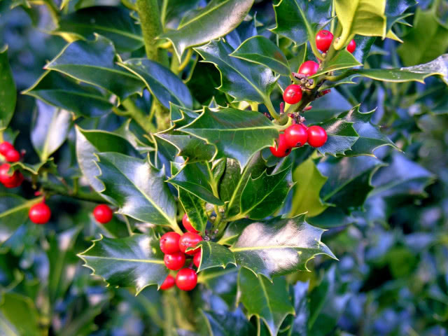 czerwone kulki na krzewki to ostrokrzew