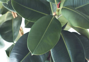 Dlaczego fikus gubi liście? Pielęgnacja, uprawa, choroby i odmiany fikusa